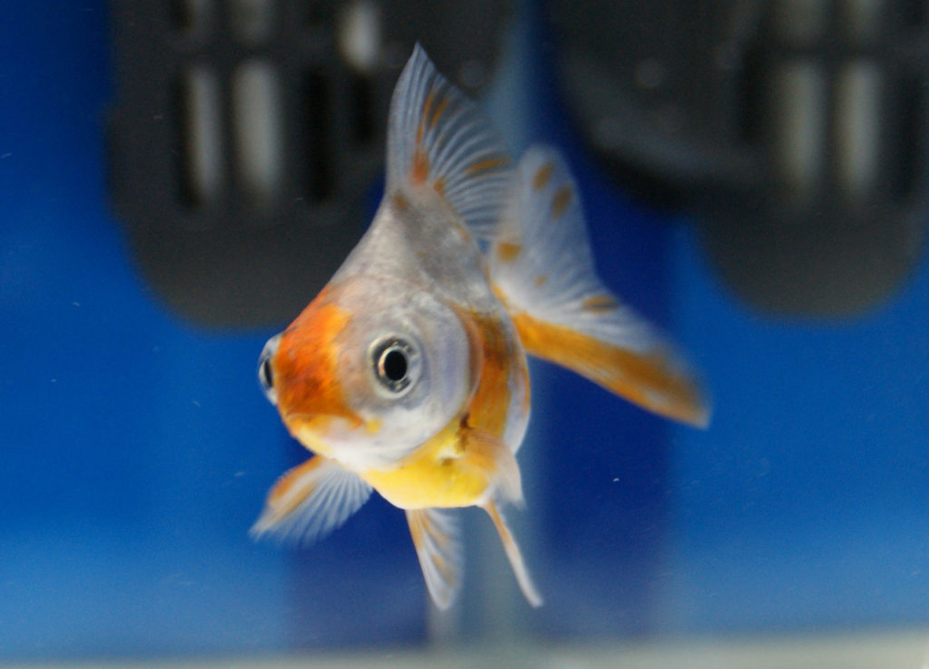 左右で色柄違いで、パンダ顔のダルマ琉金 金魚