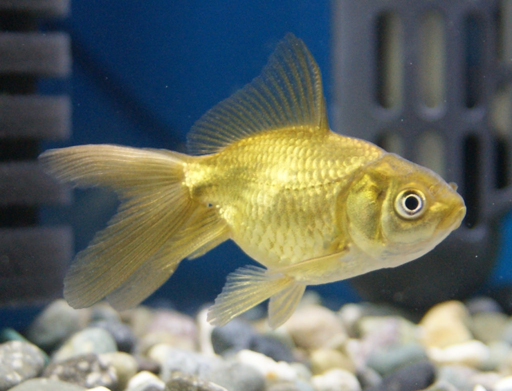 3日目のブラックドラゴン、黒東錦です。