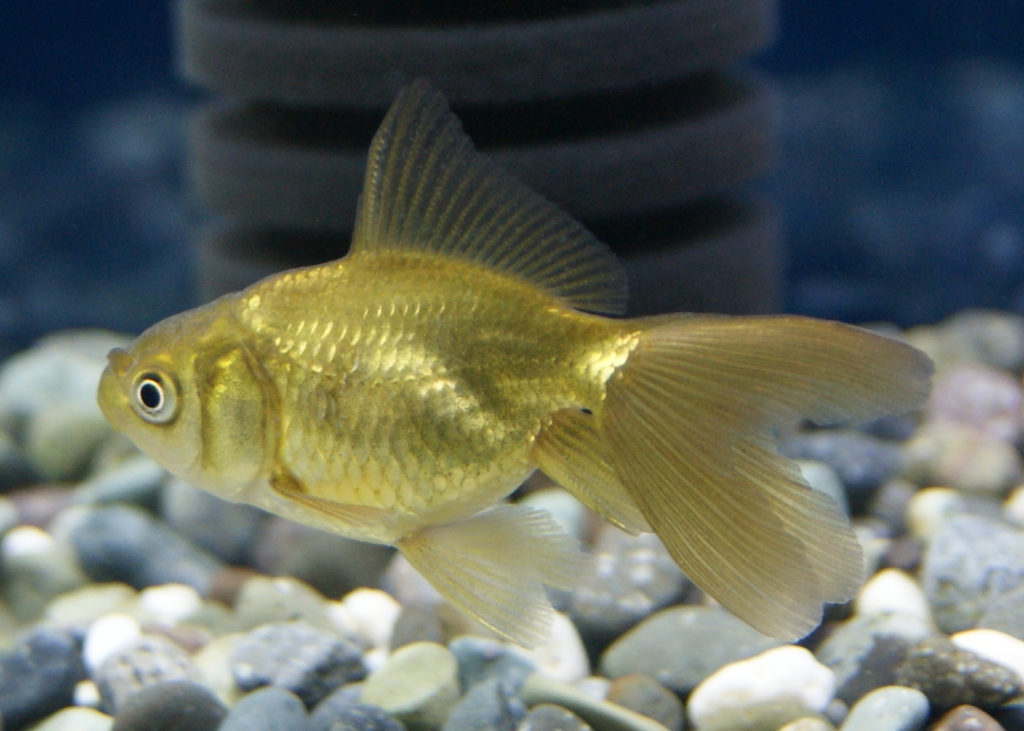 3日目のブラックドラゴン、黒東錦です。