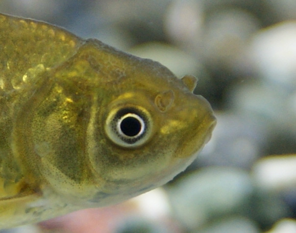 3日目のブラックドラゴン、黒東錦の顔ですが、肉りゅう大きくなるのかなぁ