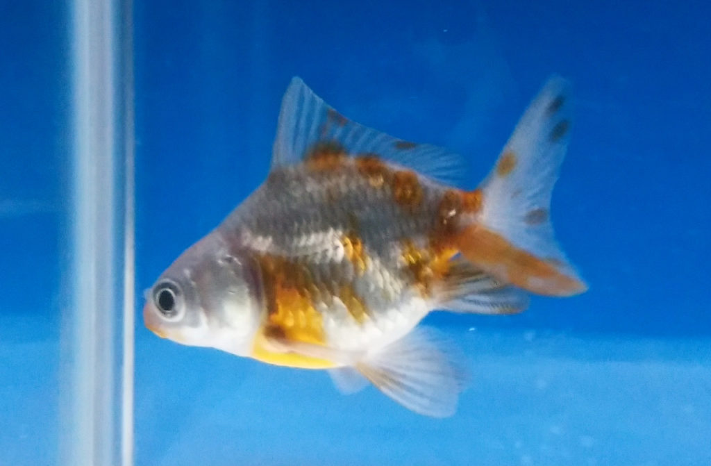 トリカラー ダルマ 琉金