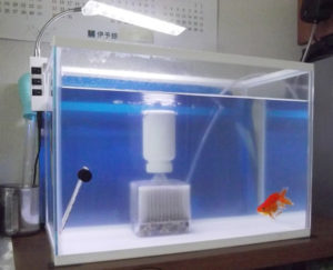 ろ過も強化した更紗リュウキンの水槽