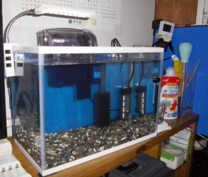 ブラックドラゴンの為に用意した水槽