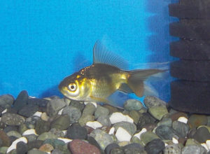 chamさんから購入したブラックドラゴン