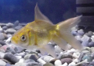 水槽に投入直後のブラックドラゴン